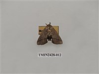 藏品(內點刺蛾)的圖片